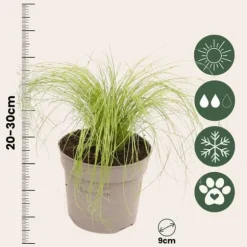 Thorvaldsens hår - Sæt 18 - Stipa tenuifolia 'Pony Tails' - Højde 20-30cm - ⌀9cm