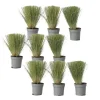 Thorvaldsens hår - Sæt 9 - Stipa tenuifolia 'Pony Tails' - Højde 20-30cm - ⌀9cm