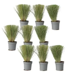 Thorvaldsens hår - Sæt 9 - Stipa tenuifolia 'Pony Tails' - Højde 20-30cm - ⌀9cm
