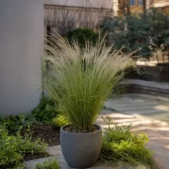 Thorvaldsens hår - Sæt 9 - Stipa tenuifolia 'Pony Tails' - Højde 20-30cm - ⌀9cm