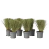 Thorvaldsens hår - Sæt 6 - Stipa tenuifolia 'Pony Tails' - Højde 20-30cm - ⌀9cm