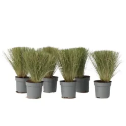 Thorvaldsens hår - Sæt 6 - Stipa tenuifolia 'Pony Tails' - Højde 20-30cm - ⌀9cm