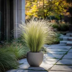 Thorvaldsens hår - Sæt 6 - Stipa tenuifolia 'Pony Tails' - Højde 20-30cm - ⌀9cm