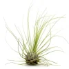 Tillandsia ARGENTEA 5–6 cm – luftplante uden jord