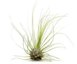 Tillandsia ARGENTEA 5–6 cm – luftplante uden jord