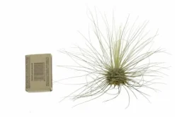 Tillandsia ARGENTEA 5–6 cm – luftplante uden jord