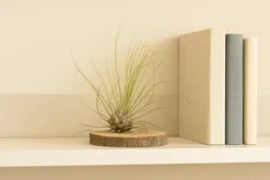 Tillandsia ARGENTEA 5–6 cm – luftplante uden jord