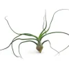 Tillandsia BULBOSA R 10 cm – luftplante uden jord