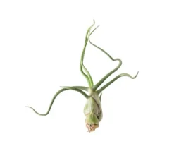 Tillandsia BULBOSA R 10 cm – luftplante uden jord