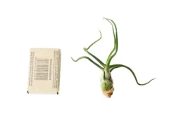 Tillandsia BULBOSA R 10 cm – luftplante uden jord