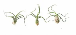 Tillandsia BULBOSA R 10 cm – luftplante uden jord