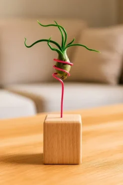 Tillandsia BULBOSA R 10 cm – luftplante uden jord