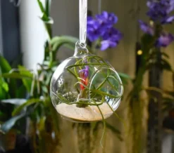 Tillandsia BULBOSA R 10 cm – luftplante uden jord