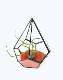 Tillandsia BULBOSA R 10 cm – luftplante uden jord