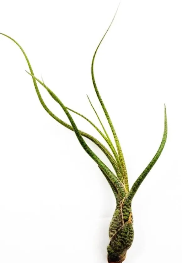 Tillandsia BUTZII S – luftplante uden jord