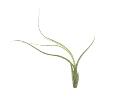 Tillandsia BUTZII S – luftplante uden jord