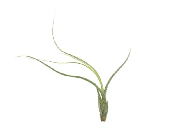 Tillandsia BUTZII S – luftplante uden jord