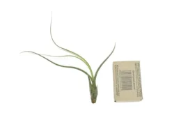 Tillandsia BUTZII S – luftplante uden jord