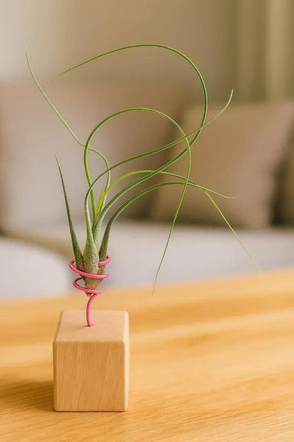 Tillandsia BUTZII S – luftplante uden jord