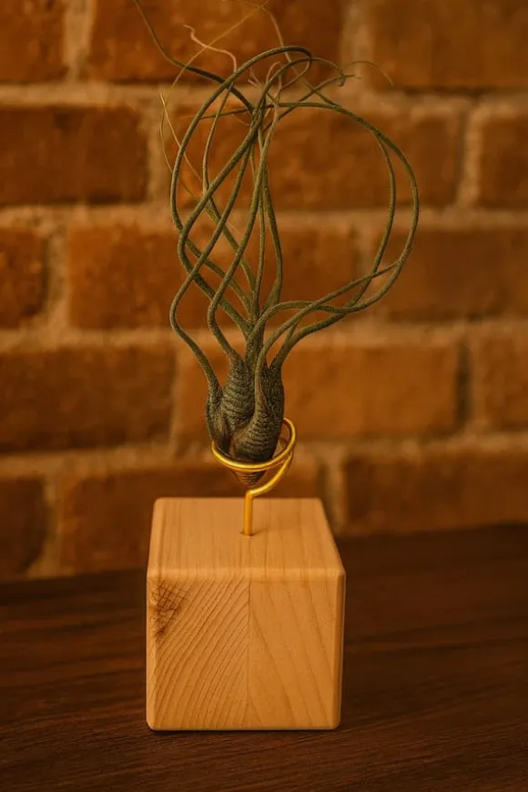 Tillandsia BUTZII S – luftplante uden jord