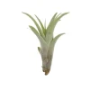 Tillandsia CAPITATA R 7–9 cm – luftplante uden jord