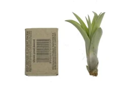 Tillandsia CAPITATA R 7–9 cm – luftplante uden jord
