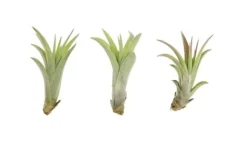 Tillandsia CAPITATA R 7–9 cm – luftplante uden jord