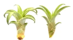 Tillandsia CAPITATA R 7–9 cm – luftplante uden jord