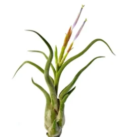 Tillandsia CAPUT MEDUSAE S 8 cm – luftplante uden jord