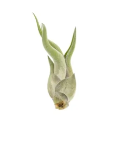 Tillandsia CAPUT MEDUSAE S 8 cm – luftplante uden jord