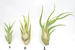 Tillandsia CAPUT MEDUSAE S 8 cm – luftplante uden jord