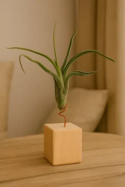 Tillandsia CAPUT MEDUSAE S 8 cm – luftplante uden jord