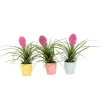 Tillandsia cyanea ‘Pastel’ – Sæt med 3 med potte – Højde 20–30cm – ø7cm