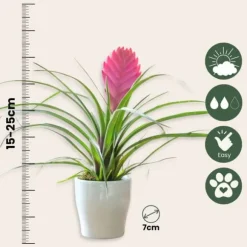 Tillandsia cyanea ‘Pastel’ – Sæt med 3 med potte – Højde 20–30cm – ø7cm