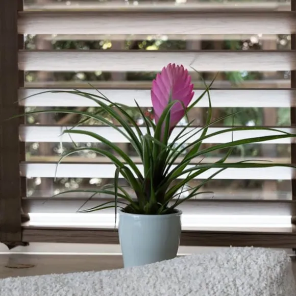 Tillandsia cyanea ‘Pastel’ – Sæt med 3 med potte – Højde 20–30cm – ø7cm