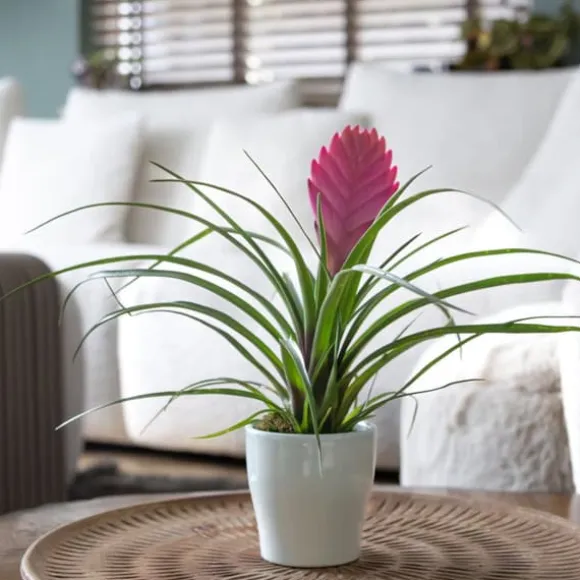 Tillandsia cyanea ‘Pastel’ – Sæt med 3 med potte – Højde 20–30cm – ø7cm