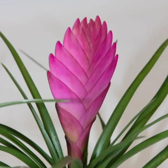 Tillandsia cyanea ‘Pastel’ – Sæt med 3 med potte – Højde 20–30cm – ø7cm