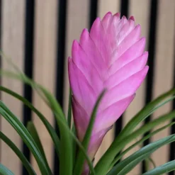 Tillandsia cyanea ‘Pastel’ – Sæt med 3 med potte – Højde 20–30cm – ø7cm