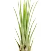 Tillandsia JUNCEA mini 14–17 cm – luftplante uden jord
