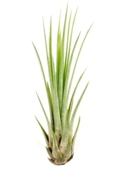 Tillandsia JUNCEA mini 14–17 cm – luftplante uden jord