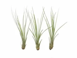 Tillandsia JUNCEA mini 14–17 cm – luftplante uden jord
