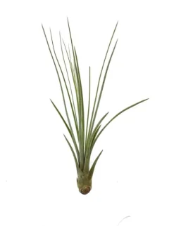 Tillandsia JUNCEA mini 14–17 cm – luftplante uden jord