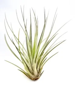 Tillandsia JUNCEA mini 14–17 cm – luftplante uden jord