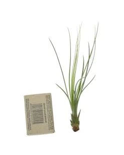 Tillandsia JUNCIFOLIA S 12 cm – luftplante uden jord