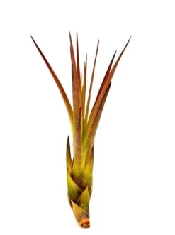 Tillandsia MELANOCRATER S 10 cm – luftplante uden jord