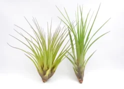 Tillandsia MELANOCRATER S 10 cm – luftplante uden jord