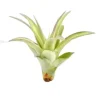 Tillandsia MULTIFLORA R 7 cm – luftplante uden jord