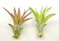 Tillandsia MULTIFLORA R 7 cm – luftplante uden jord