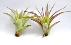 Tillandsia MULTIFLORA R 7 cm – luftplante uden jord