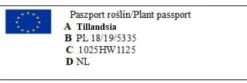 Tillandsia MULTIFLORA R 7 cm – luftplante uden jord